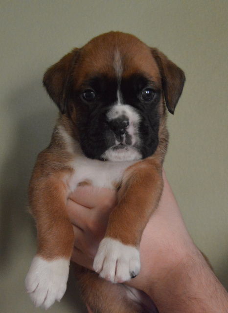 Tiki x Ojabun puppy " Key Largo"